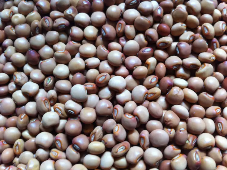 Pigeon Peas (Toor / Arhar Dal – Whole)